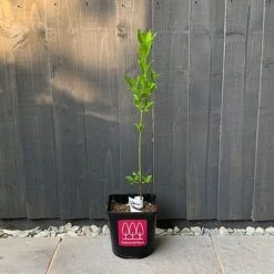 Spindle (Euonymus Europaeus) Grown By Cotswold Trees -Perfect Greenery Spindle
