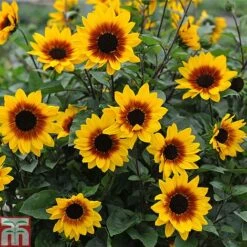 Sunflower SunBelievable&trade; 'Brown Eyed Girl' -Perfect Greenery Sunbelieveable 2