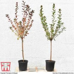 Azalea 'Japanese Red' 17 Azalea 'Japanese Red' -Perfect Greenery T10414 arrival