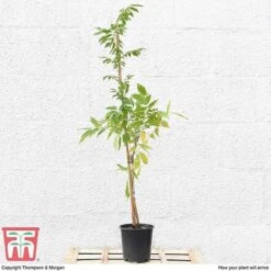 Wisteria Sinensis 'Prolific' -Perfect Greenery T57979 arrival