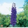 Delphinium 'Black Knight' -Perfect Greenery T58418 DELP 1