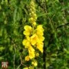 Verbascum Olympicum -Perfect Greenery T58444 VERB 1