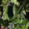 Aronia Melanocarpa 'Hugin' -Perfect Greenery T58448 ARON 1