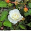 Rose 'Easy Elegance Snowdrift' (Shrub Rose) -Perfect Greenery T59387 ROSE 1