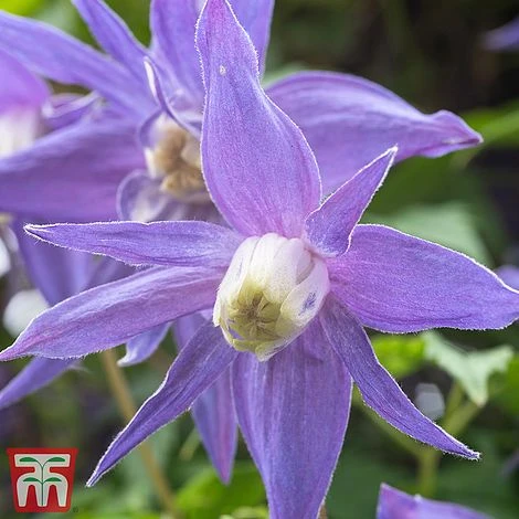 Clematis 'Frances Rivis' 3 Clematis 'Frances Rivis'
