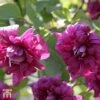 Clematis 'Purpurea Plena Elegans' 2 Clematis 'Purpurea Plena Elegans' -Perfect Greenery T59459 CLEM 1