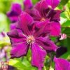 Clematis Viticella 'Royal Velours' -Perfect Greenery T59460 CLEM 1