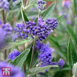 Caryopteris X Clandonensis 'Thetis'