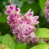 Deutzia 'Tourbillon Rouge' -Perfect Greenery T62042 DEUT 1