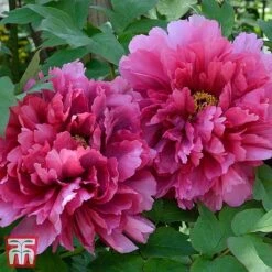 Tree Peony 'Wu Long Peng Sheng' -Perfect Greenery T62069 PEON 1