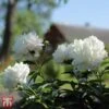 Tree Peony 'Xue Ta' -Perfect Greenery T62070 PEON 1