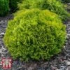 Thuja Occidentalis 'Mirjam' 2 Thuja Occidentalis 'Mirjam' -Perfect Greenery T62089 THUJ 1