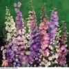 Delphinium 'Pacific Giants Mixed' -Perfect Greenery T64056 DELP 1