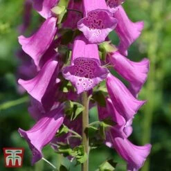 Foxglove 'Excelsior Hybrids' 5 Foxglove 'Excelsior Hybrids' -Perfect Greenery T64082 DIGI 2