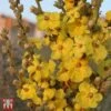 Verbascum Phlomoides 'Banana Custard' -Perfect Greenery T64704 VERB 1