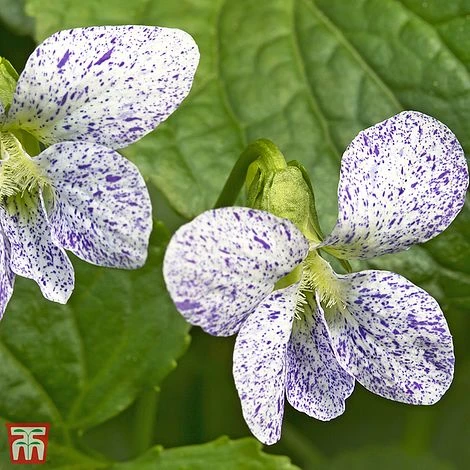 Viola Sororia 'Freckles' 3 Viola Sororia 'Freckles'