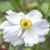 Anemone X Hybrida 'Whirlwind' -Perfect Greenery T65121 ANEM 1