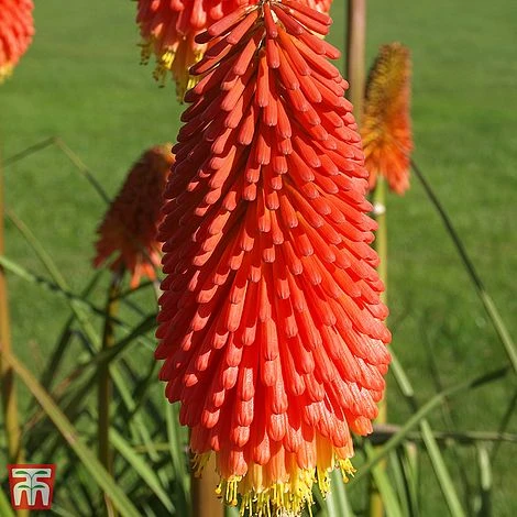 Red Hot Poker 'Papaya Popsicle' 3 Red Hot Poker 'Papaya Popsicle'