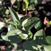 Aronia X Prunifolia 'Autumn Magic' -Perfect Greenery T66054 ARON 1