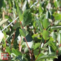 Aronia X Prunifolia 'Autumn Magic' -Perfect Greenery T66054 ARON 2