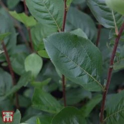 Aronia X Prunifolia 'Aron'