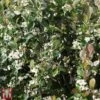Aronia X Prunifolia 'Viking' -Perfect Greenery T66056 ARON 1