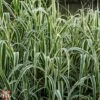 Arundo Donax 'Variegata' -Perfect Greenery T66057 ARUN 1