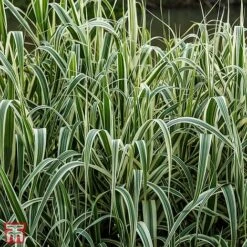Arundo Donax 'Variegata'