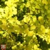 Berberis Thunbergii 'Golden Carpet' 2 Berberis Thunbergii 'Golden Carpet' -Perfect Greenery T66068 BERB 1
