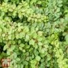 Berberis Thunbergii 'Green Carpet' -Perfect Greenery T66071 BERB 1