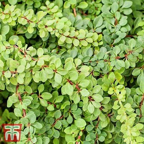 Berberis Thunbergii 'Green Carpet' 3 Berberis Thunbergii 'Green Carpet'