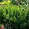 Berberis Thunbergii 'Kobold' -Perfect Greenery T66074 BERB 1