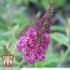 Buddleja Davidii 'Miss Ruby' 1 Buddleja Davidii 'Miss Ruby' -Perfect Greenery T66087 BUDD 1
