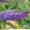 Buddleja Davidii 'Purple Emperor' -Perfect Greenery T66091 BUDD 1