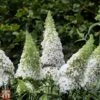 Buddleja Davidii 'White Profusion' -Perfect Greenery T66094 BUDD 1
