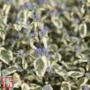Caryopteris X Clandonensis 'White Surprise' -Perfect Greenery T66109 CARY 1