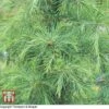 Cedrus Deodara 2 Cedrus Deodara -Perfect Greenery T66114 CEDR 1