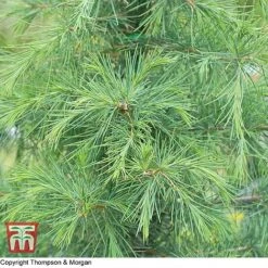 Cedrus Deodara