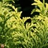 Chamaecyparis Obtusa 'Fernspray Gold' -Perfect Greenery T66132 CHAM 1