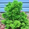 Chamaecyparis Obtusa 'Meroke Twin' -Perfect Greenery T66134 CHAM 1