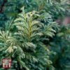 Chamaecyparis Pisifera 'Boulevard' -Perfect Greenery T66137 CHAM 1