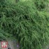 Chamaecyparis Pisifera 'Filifera Nana' -Perfect Greenery T66139 CHAM 1