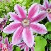 Clematis 'Carnaby' -Perfect Greenery T66147 CLEM 1