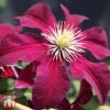 Clematis 'Niobe' -Perfect Greenery T66155 CLEM 1