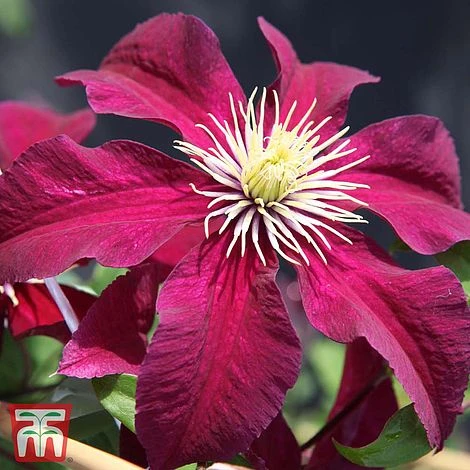 Clematis 'Niobe' 3 Clematis 'Niobe'