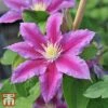 Clematis 'Red Pearl' -Perfect Greenery T66157 CLEM 1