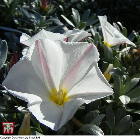 Convolvulus Cneorum 3 Convolvulus Cneorum