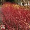 Cornus Sericea 'Kelseyi' -Perfect Greenery T66179 CORN 1