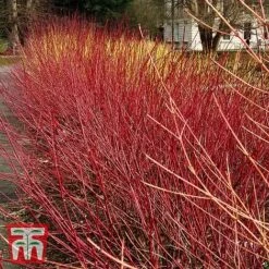 Cornus Sericea 'Kelseyi'