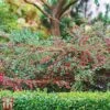 Cotoneaster Horizontalis 'Variegatus' -Perfect Greenery T66183 COTO 1